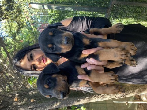 Sağlık ve ırk garantili doberman yavrularım