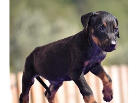 Doberman yavrular mevcut