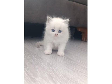 Show kalite scottish fold bebekler