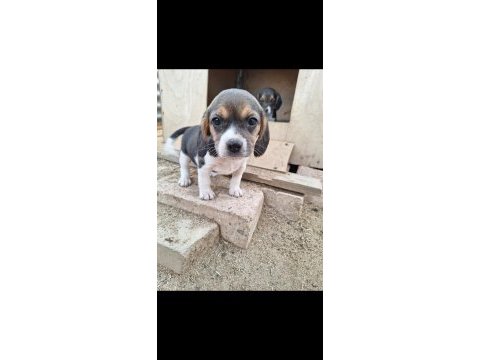 Safkan beagle yavruları