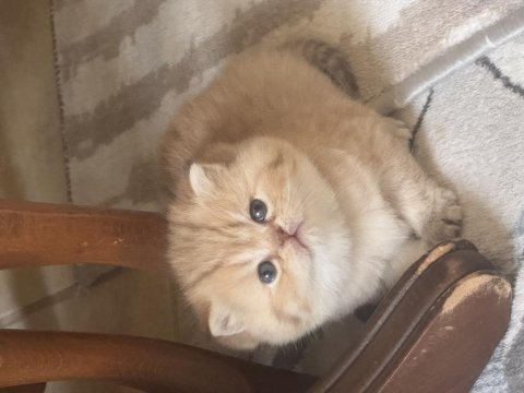 Brithish longhair golden seçereli muhteşem bebek
