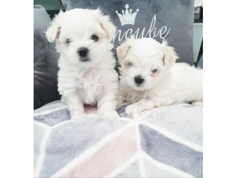 Safkan mini bembeyaz kartanesi maltese bebekler