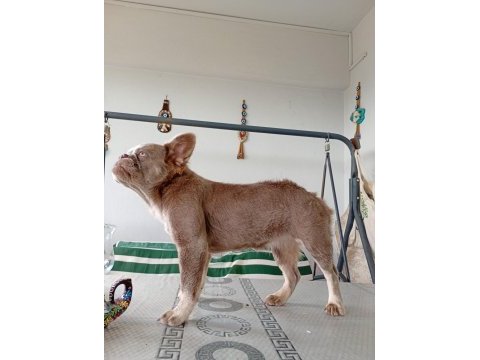 İsabella and tan fluffy dişi french bulldog