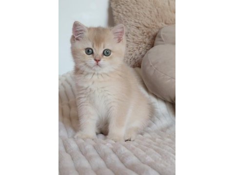 Krem rengi dişi yavru british shorthair