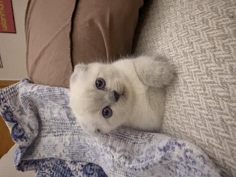 1.5 aylık yavru british ve scottish fold yavrular