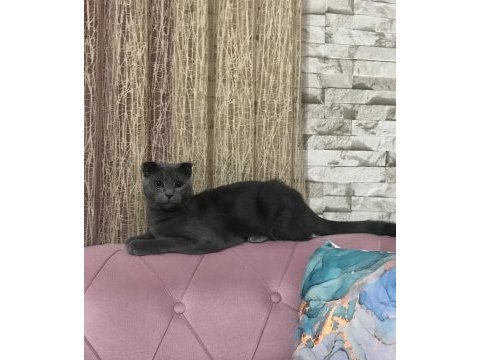 Kırık kulak 7 aylık erkek