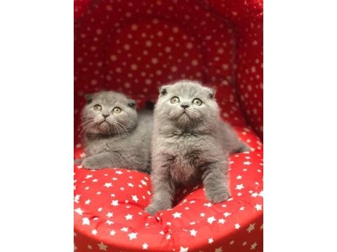 Gri scottish fold yavrularımız 