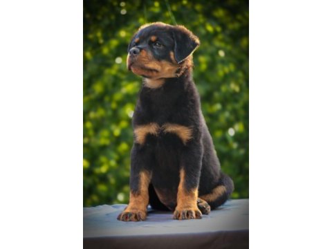 A şecereli rottweiler yavrularım