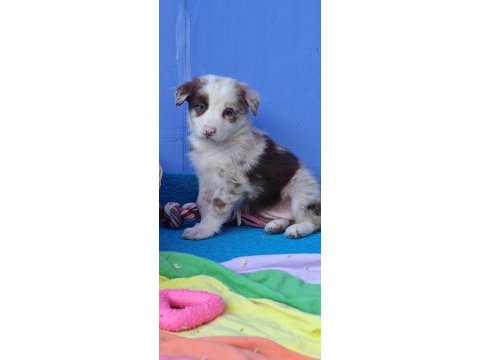 Kızıl merle inanılmaz güzellikte border collie yavrular