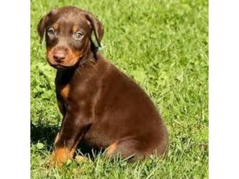 Mermi gibi yavru doberman