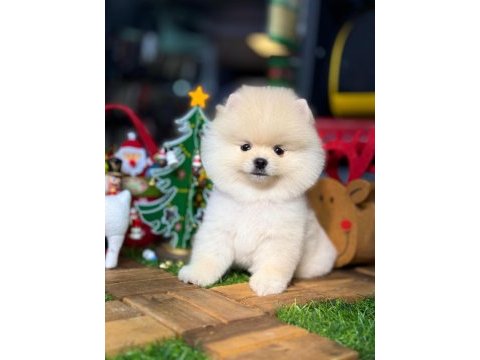 Evinizin neşesi pomeranian yavrular