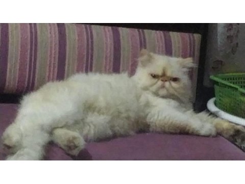 Erkek 5 yaşında safkan iran persian