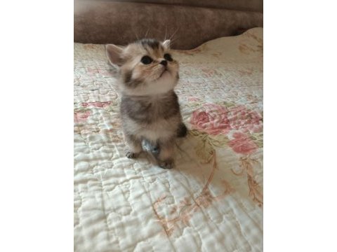 Safkan çok şirin bebek british shorthair yavrularımız