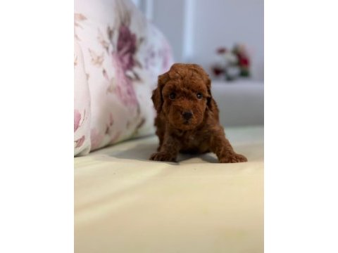 Toy poodle yavrularım