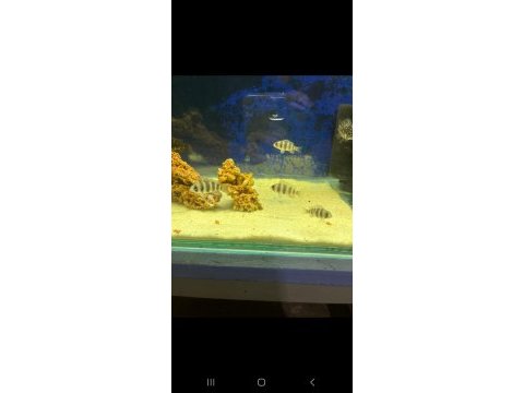 Karışık tropheus balıklar