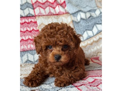 Toy poodle köpeğimiz