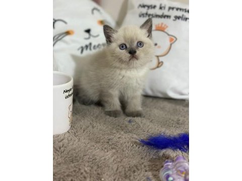 British shorthair 55 günlük