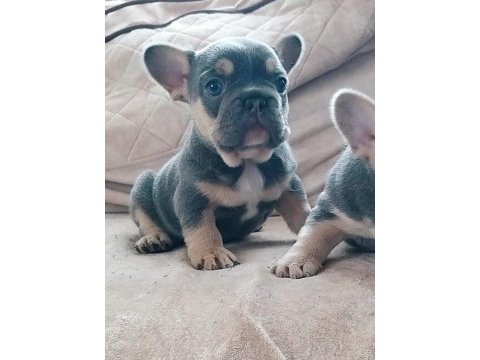Kim böyle french bulldog güzelliklerin ailesi olmak istemez