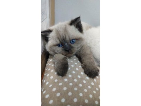 Bebek british shorthair