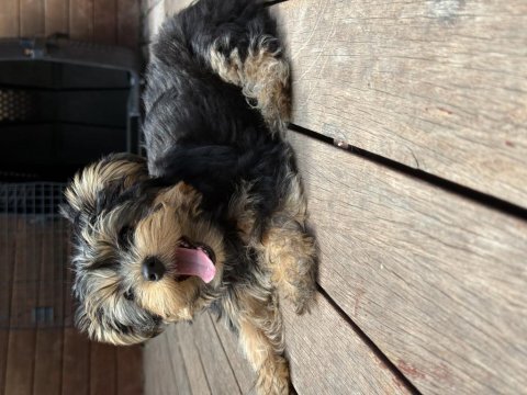 Minik sevimli oyuncu yavru köpekler