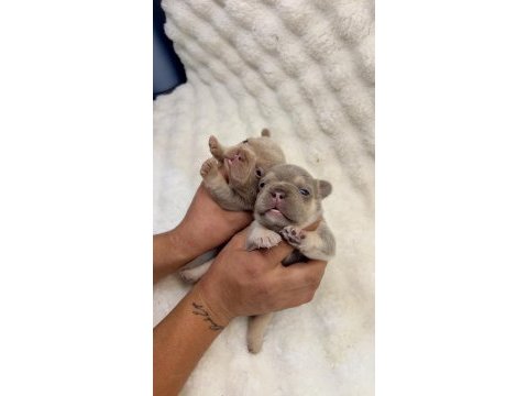 Üst kalite egzotik french bulldog yavrular