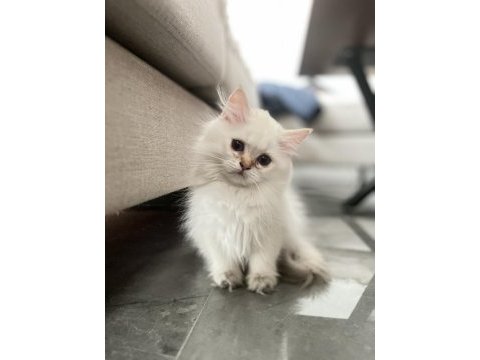 Yeni ailesini arıyor british longhair