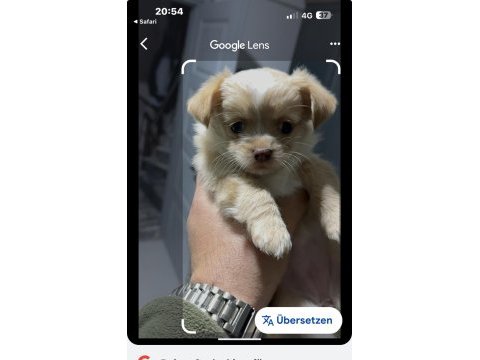 Chihuahua yavrularımız yeni sahiplerine bekliyor