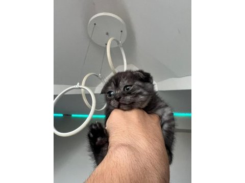 Scottish fold yavru