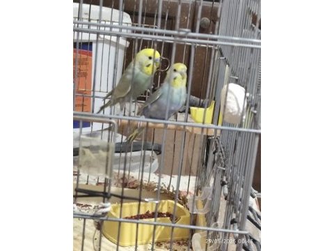 Damızlık rainbow muhabbet çiftler