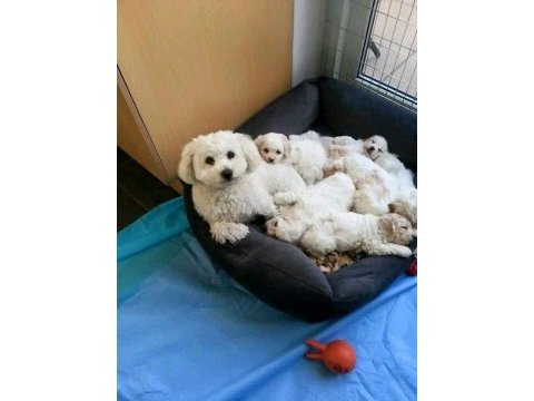 Maltese terrier adrese teslim, kapıda ödeme yapabilirsiniz