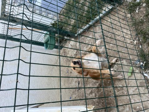 Köpeğimiz barbiyi sahiplendiriyoruz