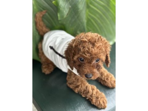 Toy poodle köpeği