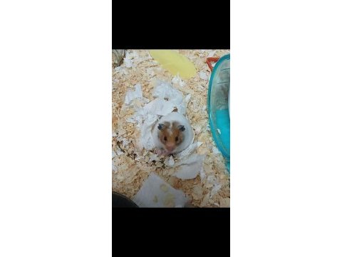Kafesi ile birlikte suriye hamsteri