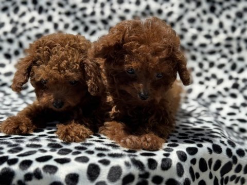 Petmode köpek çiftliğinden tea cup kore poodle