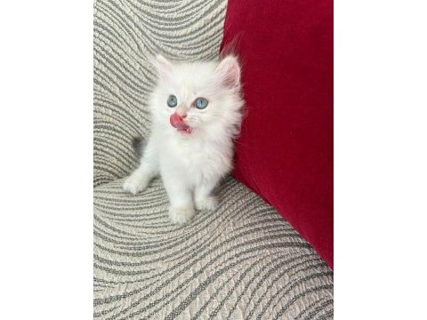 British longhair dişi yavrular
