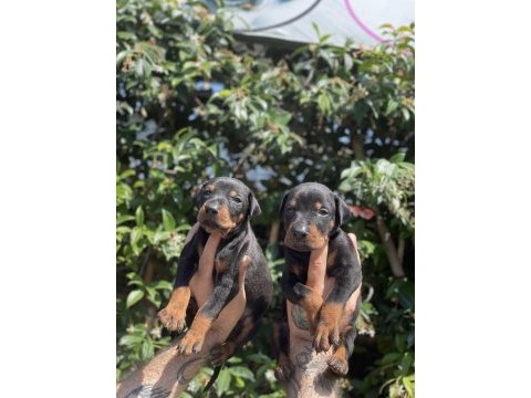 King doberman yavruları
