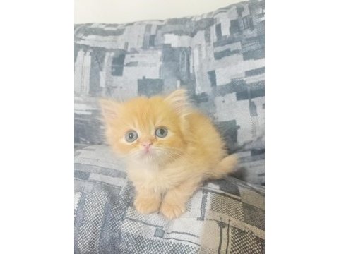 Mavi göz exotic chinchilla melezi yavrular