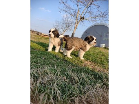 Mükemmel kalite st bernard yavrular