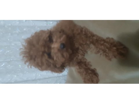 3 aylık red poodle erkek