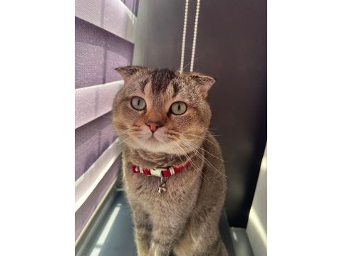 Scottish fold kedimize güvenilir yuva