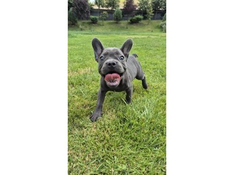 Blue french bulldog yavruları istanbul 
