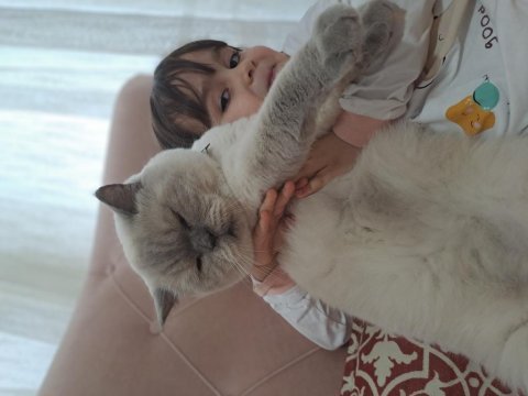 British shorthair blue point