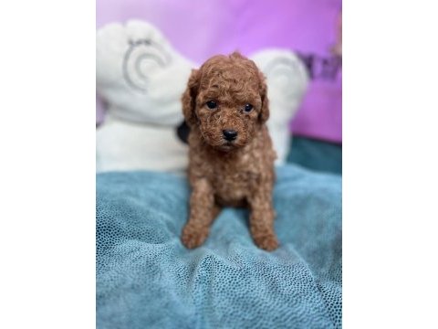 Redbrown toy poodle bebekler