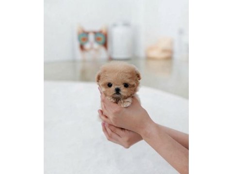 Kore teacup egıtımlı yavrularımız