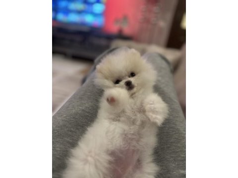 Orjinal pomeranian boo