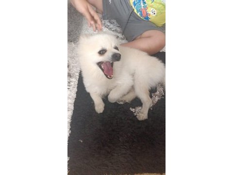 Acil pomeranian boo