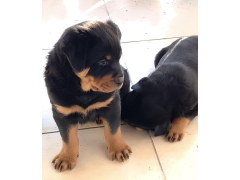 Varsa daha iyisi rottweiler o da annesi