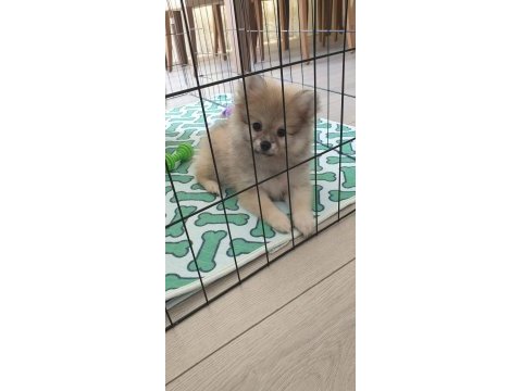 4 aylik pomeranian dişi yavrumuz