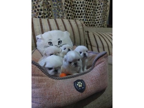 Yavru pekinez köpekler