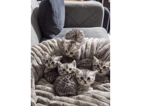 A+ kalite british shorthair bebeğimiz